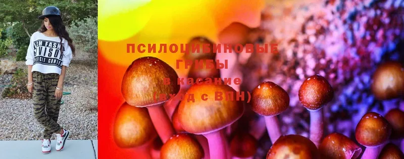 где найти   Жердевка  Псилоцибиновые грибы MAGIC MUSHROOMS 